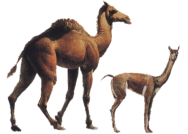 Image result for extinct north american llama