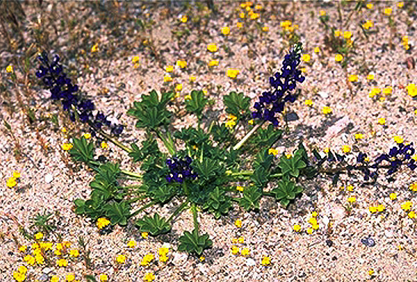 Red Rock Canyon Wildflower