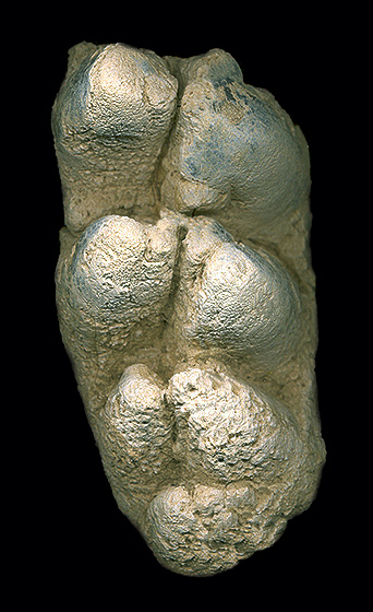 Vertebrate Fossils From The El Paso Mountains, California